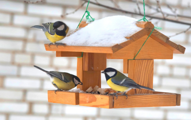 Birdfeeder image from Canva