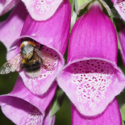 Foxglove with bee from Canva