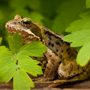 Common frog from Canva