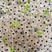 Frog spawn from Canva