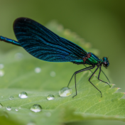 Banded demoiselle from Canva