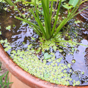 Garden pond from Canva