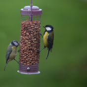 Bird feeder from Canva