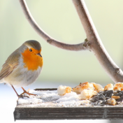 Robin feeding from Canva