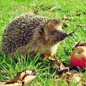 Hedgehog from Canva