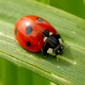 Ladybird from Canva