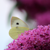 Small white on buddleia from Canva