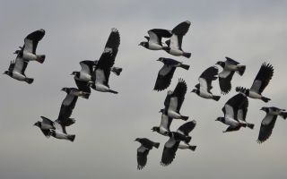 Lapwings Credit Jarrod Sneyd