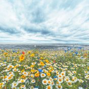 MAY Kerry SANABRIAS Wildflowers on the prom Cat A