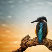 JUNE Keith STANLEY Kingfisher at Condor Pool Cat A