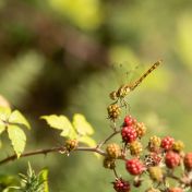 JULY_Janet PACKHAM_Common Darter on Blackberries, Heysham nature reserve_Cat A