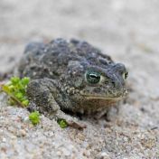 Natterjack toad ii gettyimages