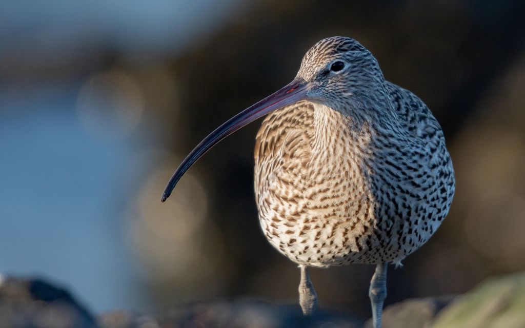 Closeup curlew bird with its long slender beak