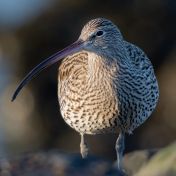 Closeup curlew bird with its long slender beak