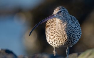 Closeup curlew bird with its long slender beak