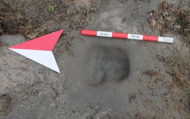Aurochs footprint, Sth Walney © Kevin Grice