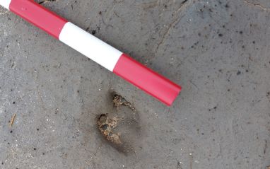 Roe deer footprint, Sth Walney © Alison Burns