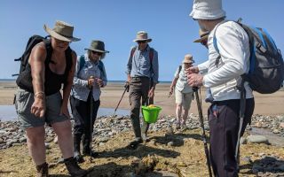 Volunteers searching for footprints, Sth Walney