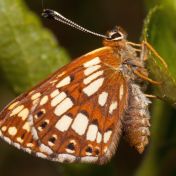 Duke of Burgundy female Gait Barrows 25 4 11 Rob Petley Jones1