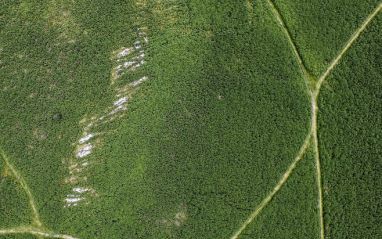 The prehistoric enclosures on Appleby Slack before vegetation clearance in 2015