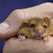 Hazel Dormouse 12 Copyright Peter Howarth