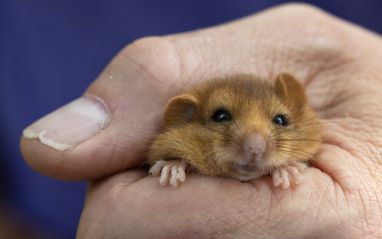 Hazel Dormouse 12 Copyright Peter Howarth