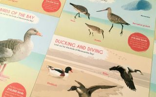 Birds of Bay Postcards II Teresa Kirk