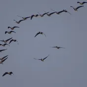 Pink footed geese Credit D Smith