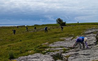 Volunteers clearing bracken on Birkrigg Common