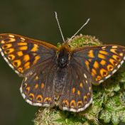 Butterfly Duke of Burgundy Hamearis lucina