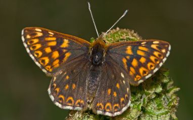 Butterfly Duke of Burgundy Hamearis lucina