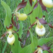 Gait Barrow Ladies slipper Orchid 8