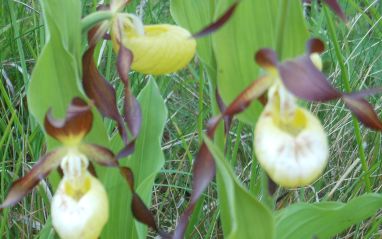 Gait Barrow Ladies slipper Orchid 8