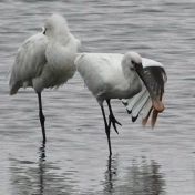 Spoonbills Jarrod Sneyd