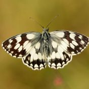 19282196308 marbled white melanargia galathea CREDIT Iain Leach