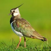 Credit Mark Hamblin Lapwing MHA 140611 0201 Cropped