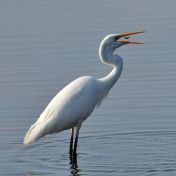 Great White Egret Catch by Martin Kuchczynski II