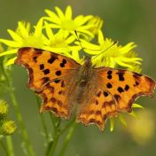 7705686416 comma polygonia c album CREDIT Iain Leach