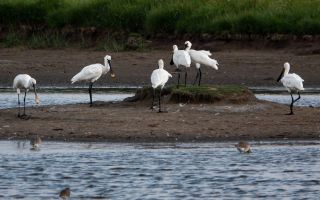 Spoonbills by Jarrod Sney