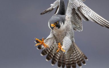 Peregrine
