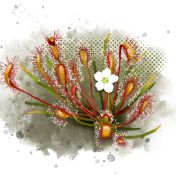 Sundew