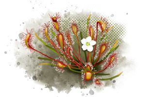 Sundew