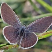 Small Blue Butterfly