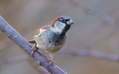 Sparrow