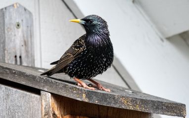 starling